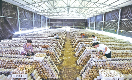岑鞏縣平莊鎮(zhèn)發(fā)展茶樹(shù)菇產(chǎn)業(yè) 助農(nóng)增收