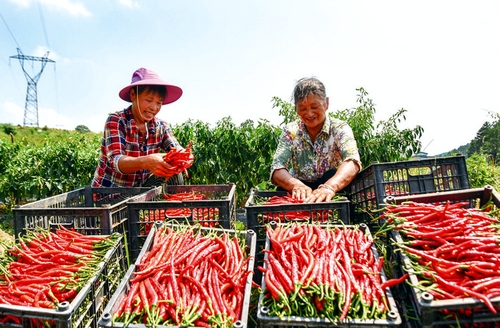 “人才+項(xiàng)目+產(chǎn)業(yè)” 賦能鄉(xiāng)村振興