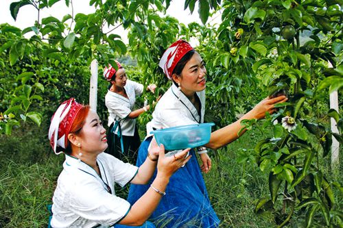 百香果飄香引客來(lái)