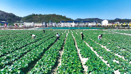 “訂單蔬菜”管護(hù)忙